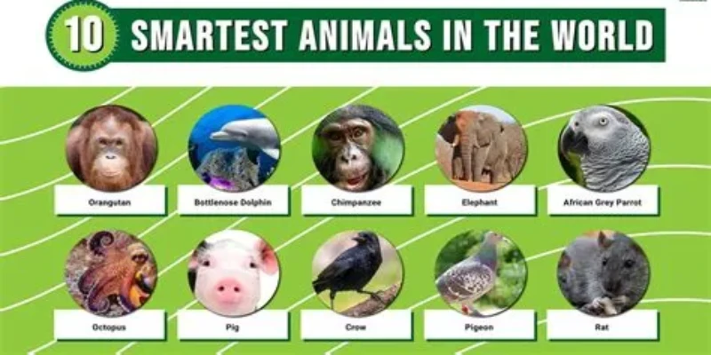 Smartest animals in the world